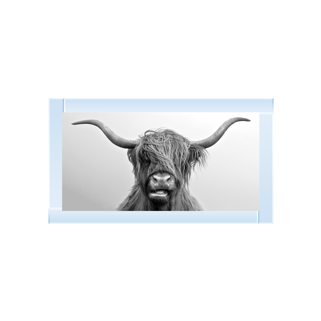 AN280 Highland Cow I