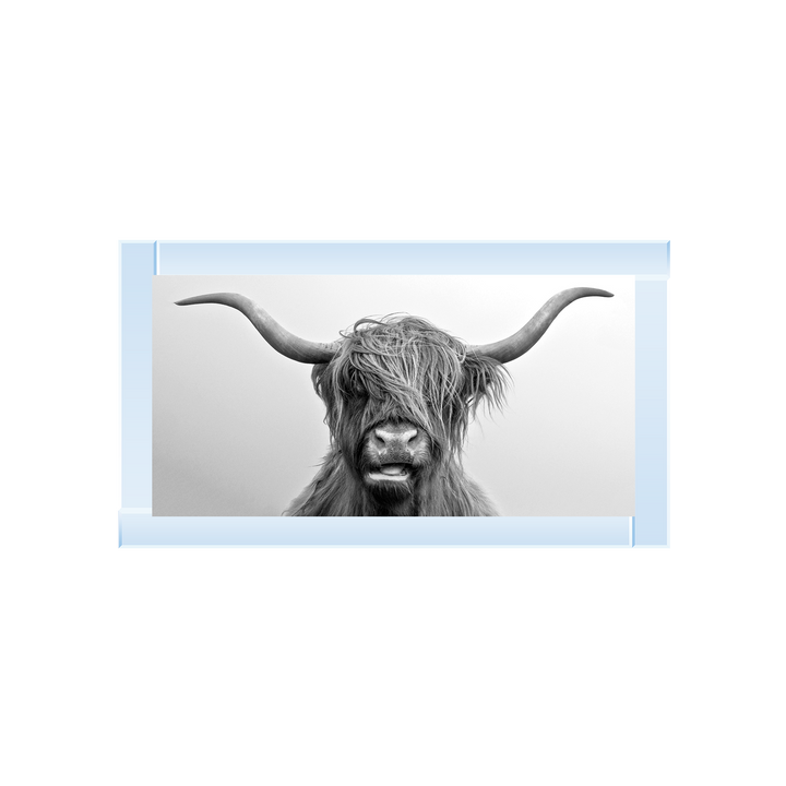 AN280 Highland Cow I