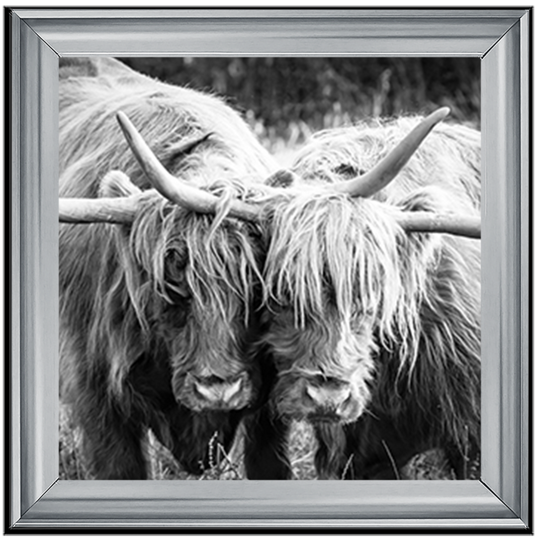 AN282 Highland Cow Love