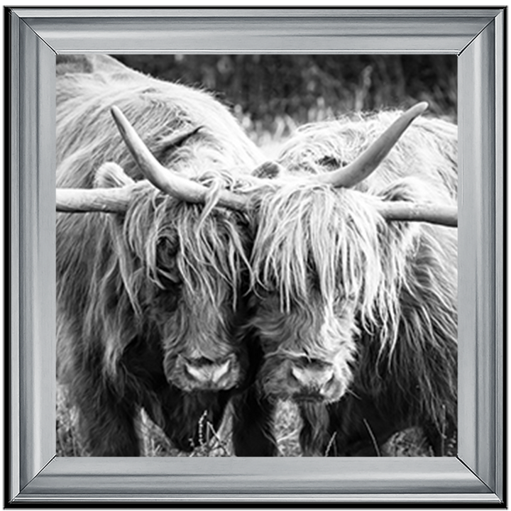 AN282 Highland Cow Love
