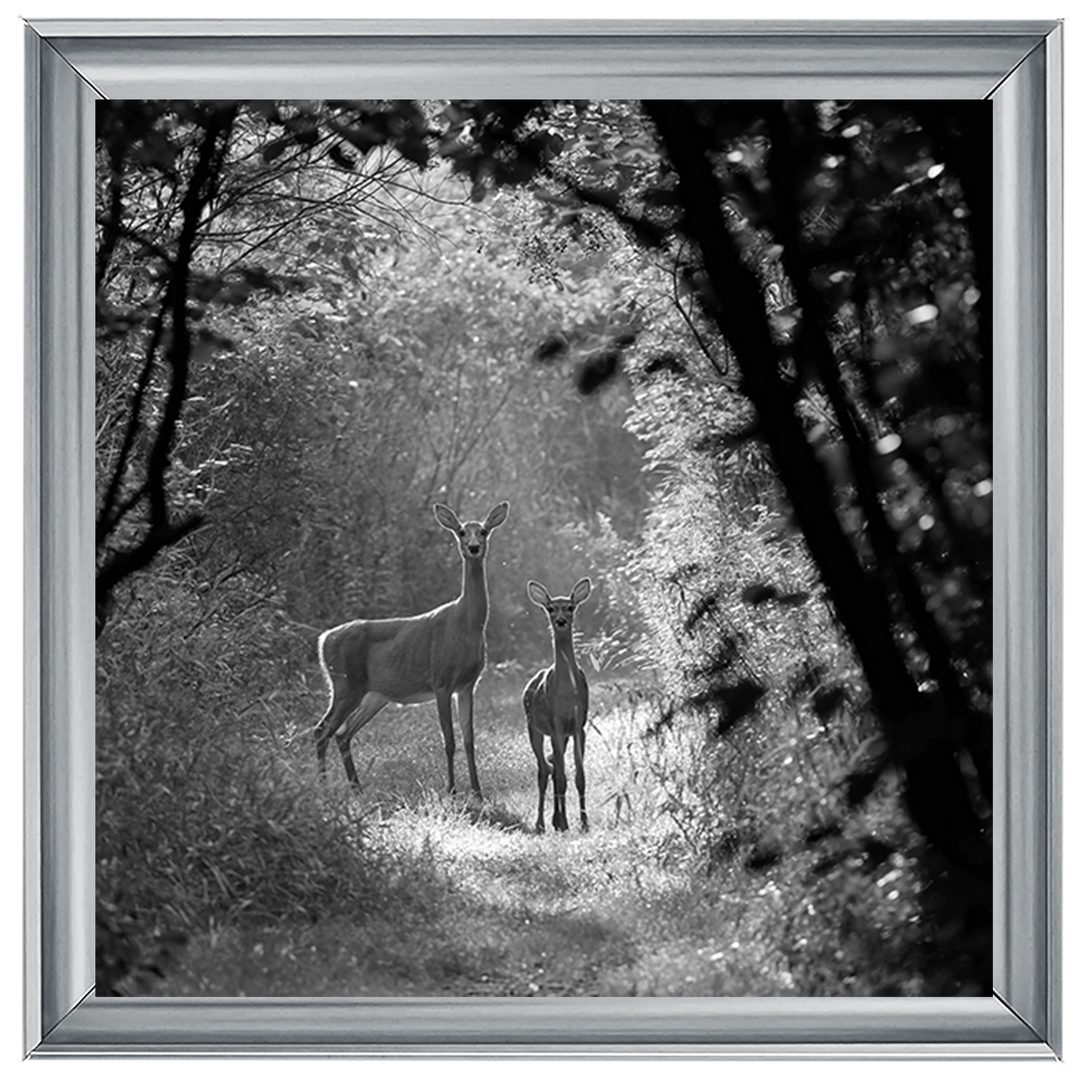 Single Deer