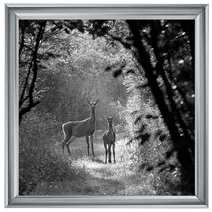 Single Deer