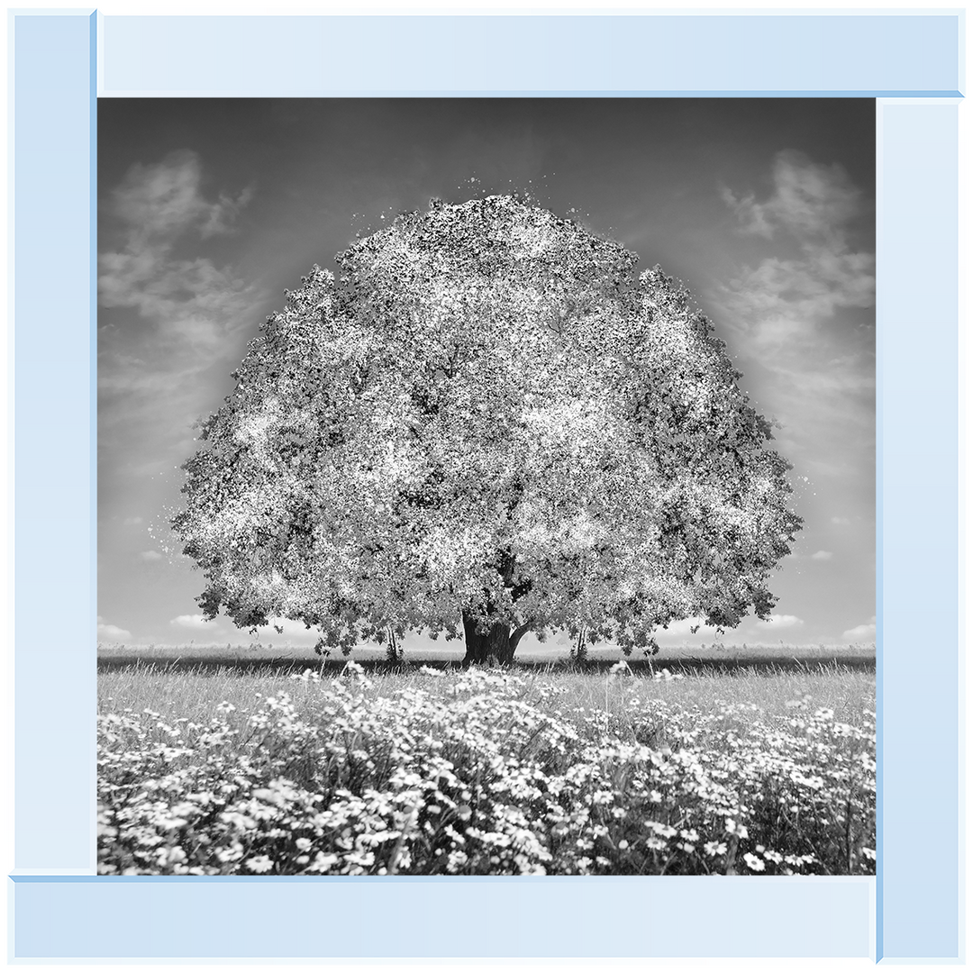 LS276 White Oak Tree