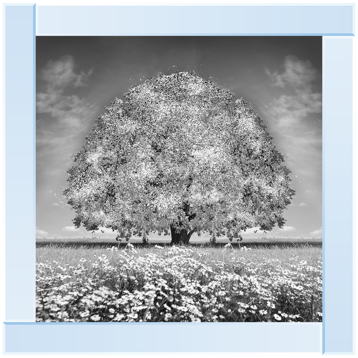 LS276 White Oak Tree