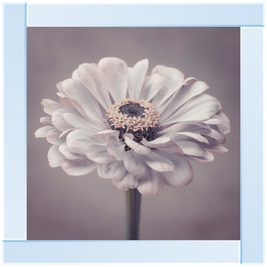 FL150 Gerbera