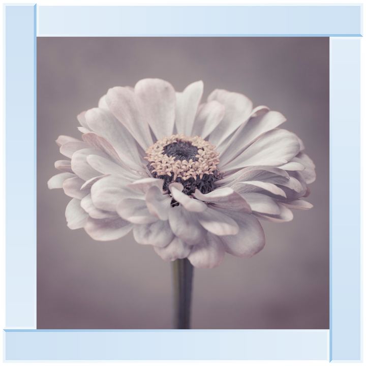 FL150 Gerbera
