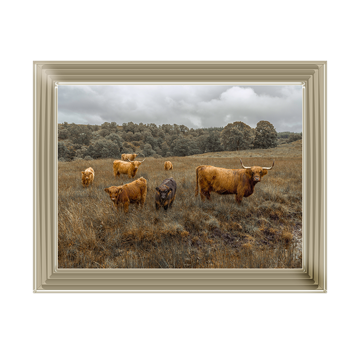 Highland Cows Colour