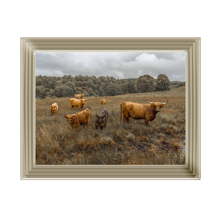 Highland Cows Colour
