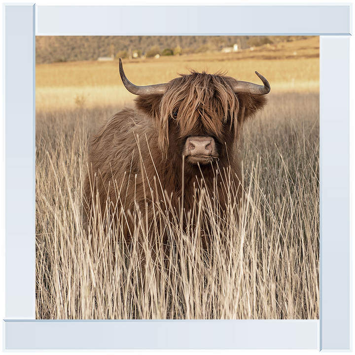 AN257 Highland Cow