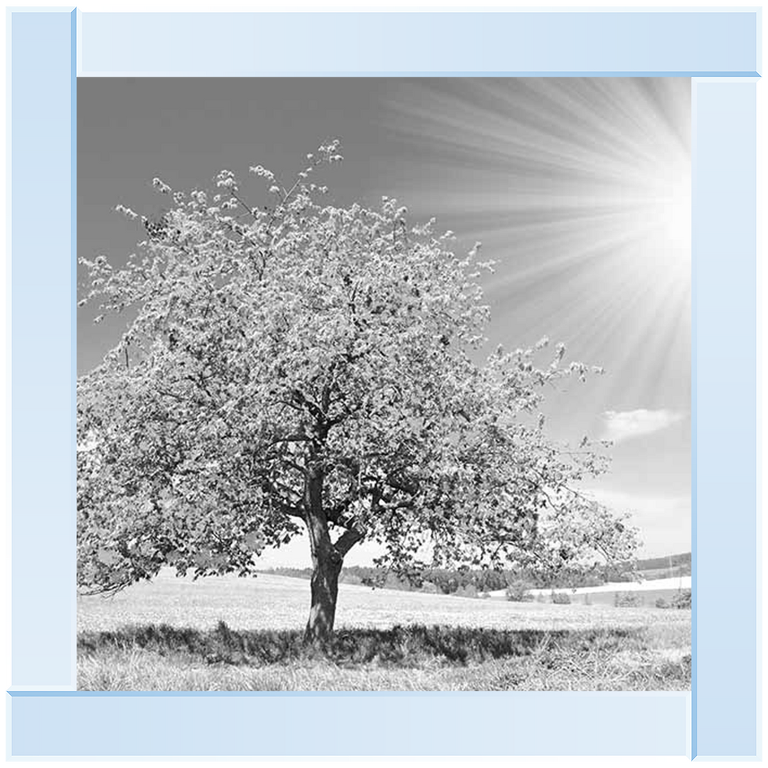 LS296 Black & White Lone Tree
