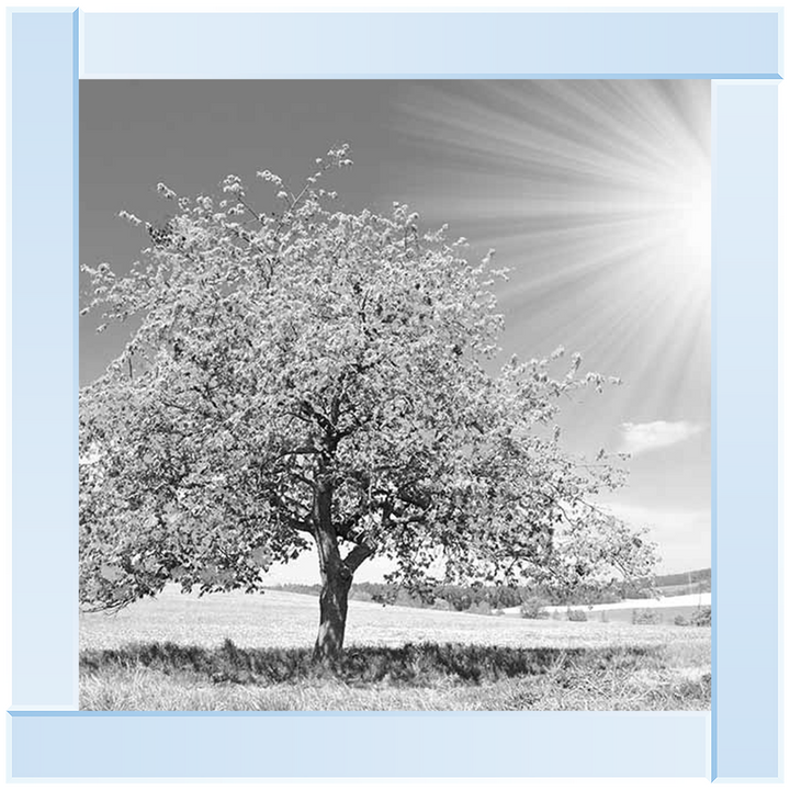 LS296 Black & White Lone Tree