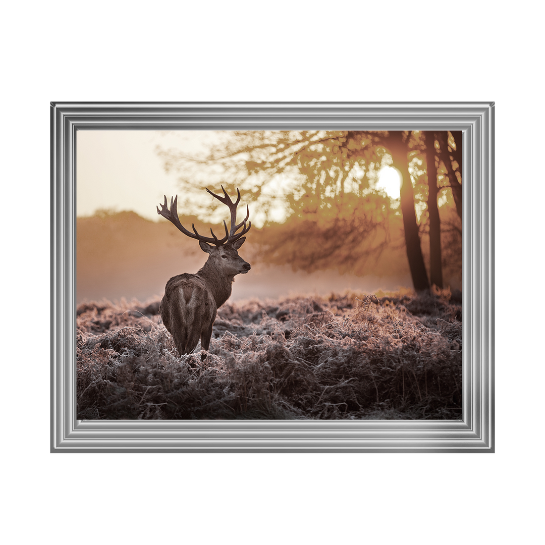 Single Stag 2