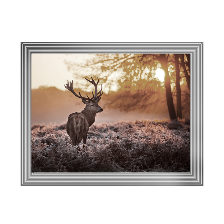 Single Stag 2