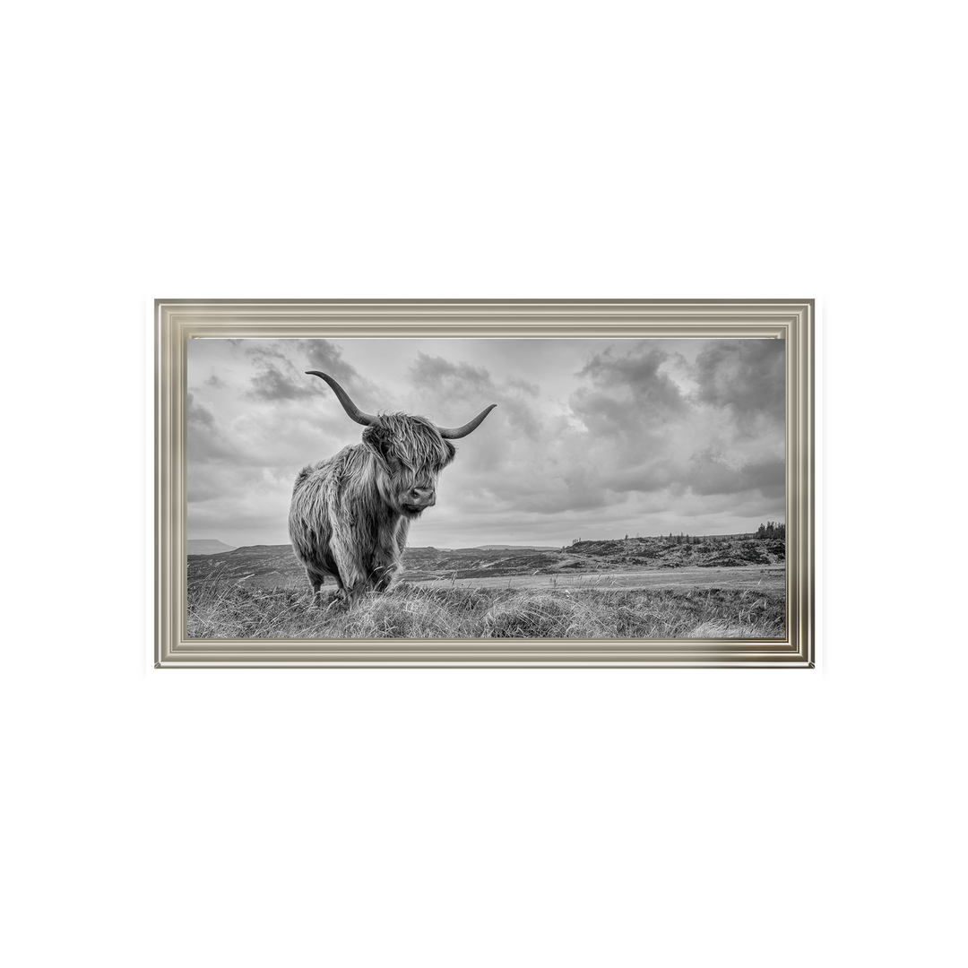 Highland Cow II