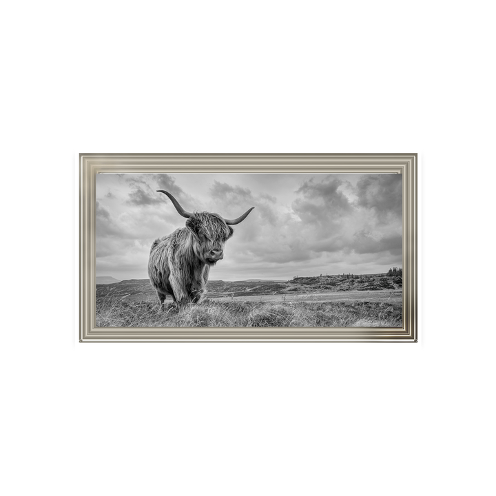 Highland Cow II