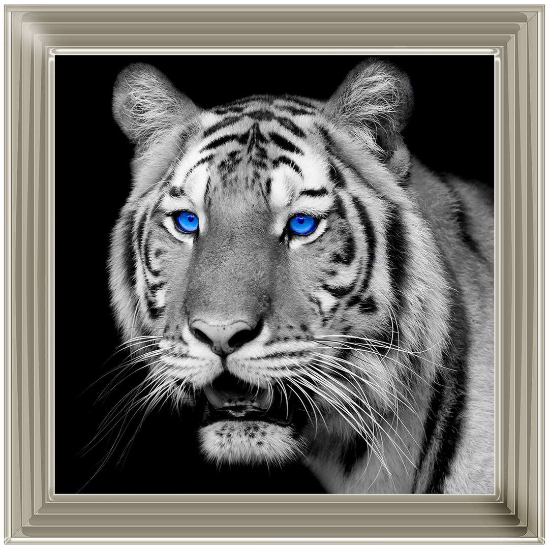 AN005 Blue Eyed Tiger