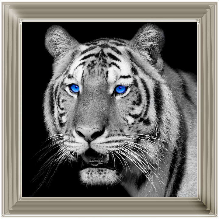 AN005 Blue Eyed Tiger