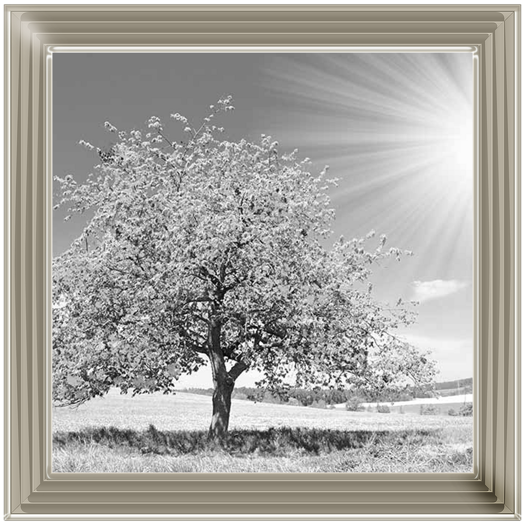 LS296 Black & White Lone Tree