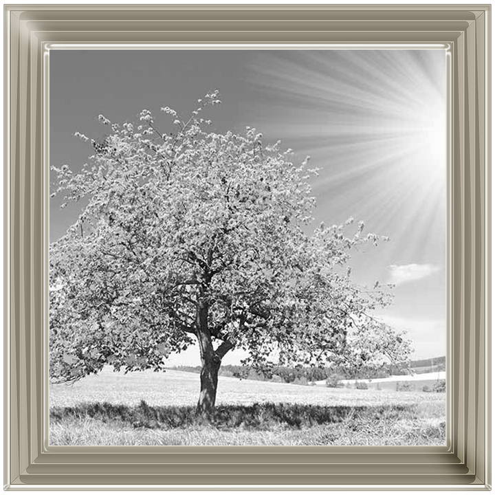 LS296 Black & White Lone Tree