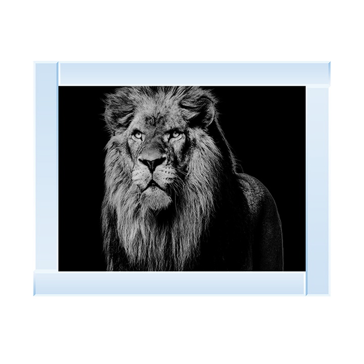 Dark Night Leo