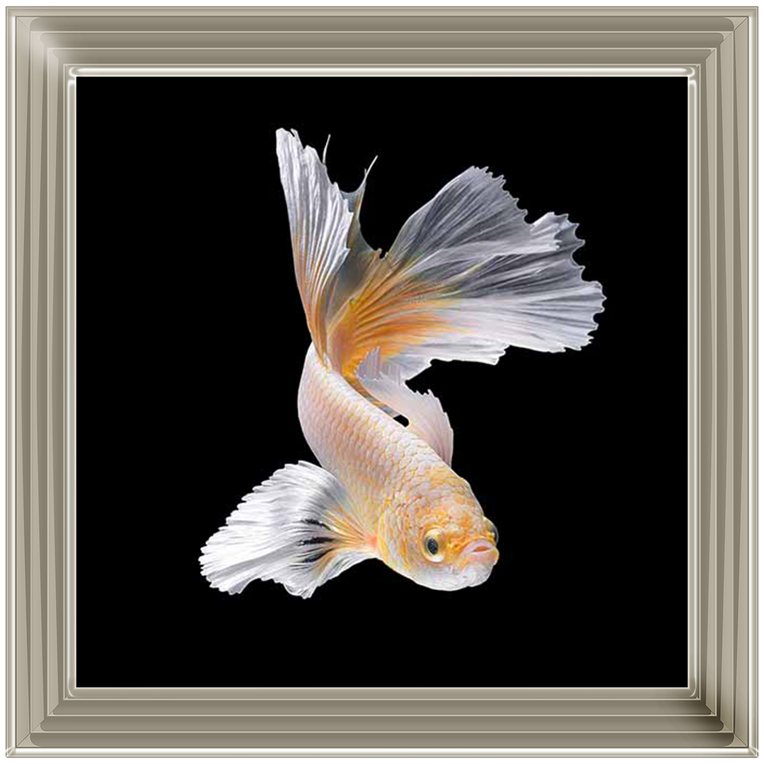 Orange & White Betta Fish |
