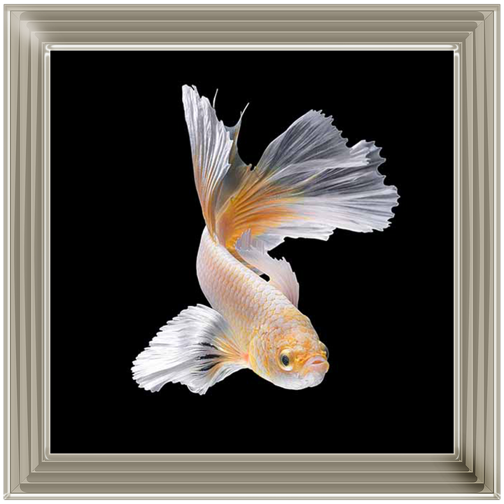 Orange & White Betta Fish |