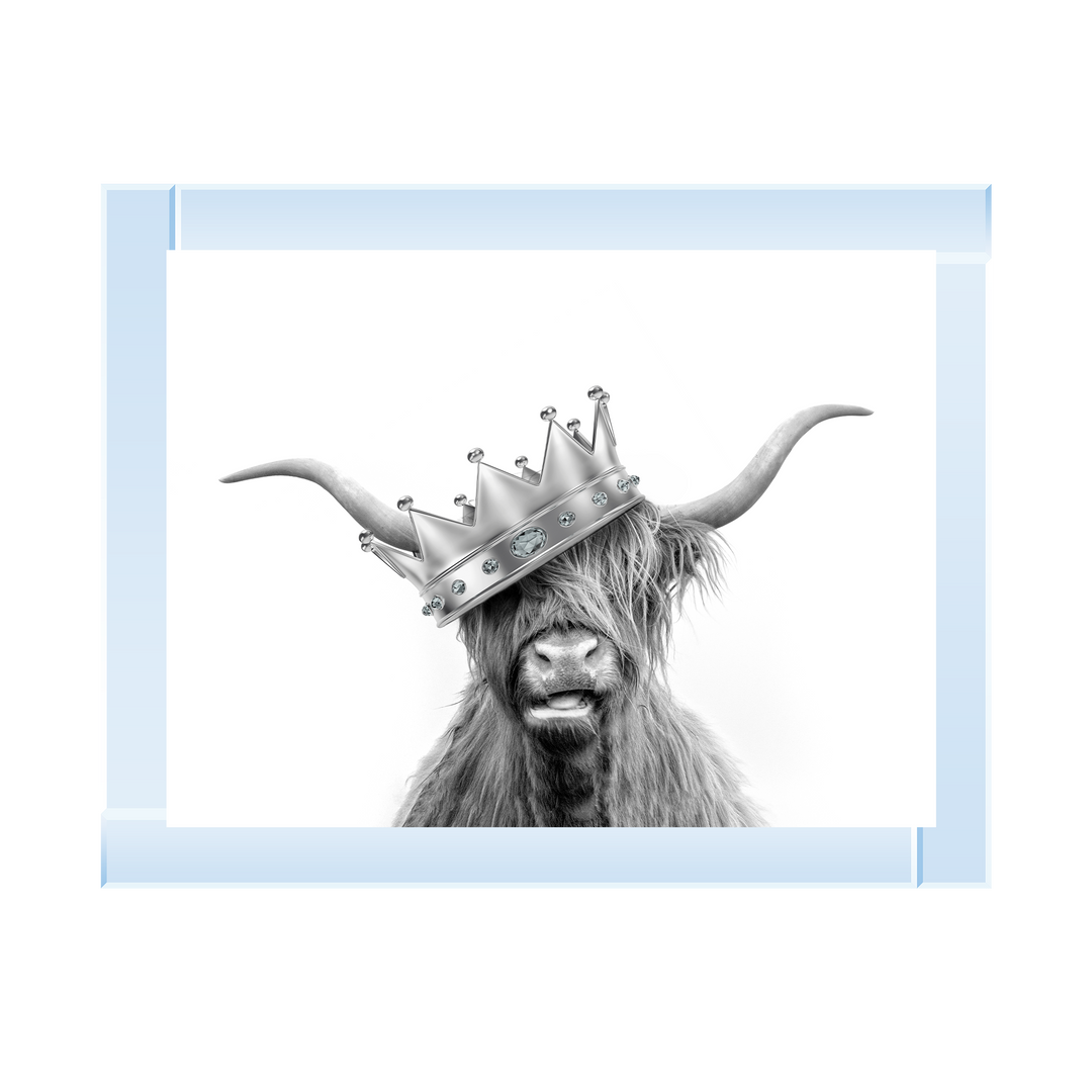 Crowned Highland Cow