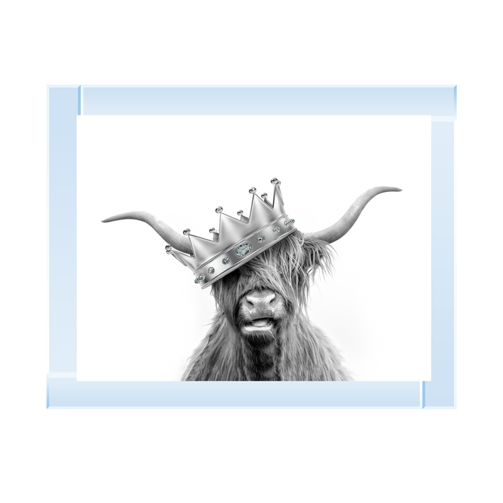 Crowned Highland Cow
