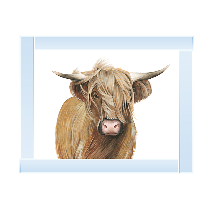 Highland Cattle I
