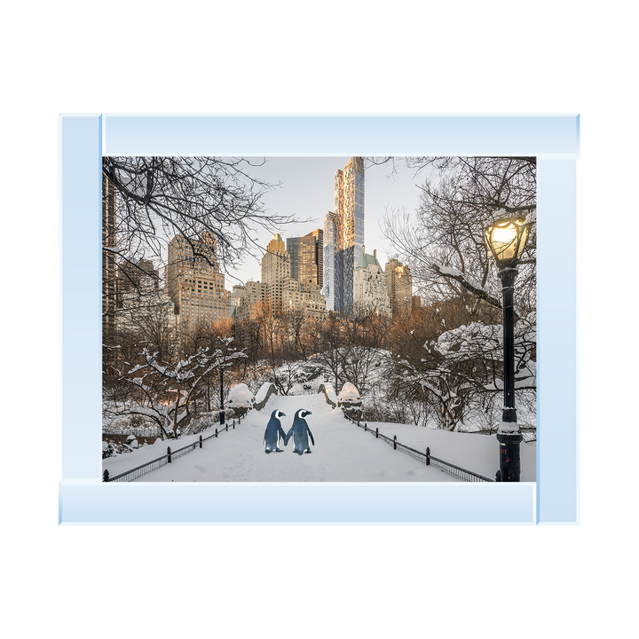 Penguin Walk