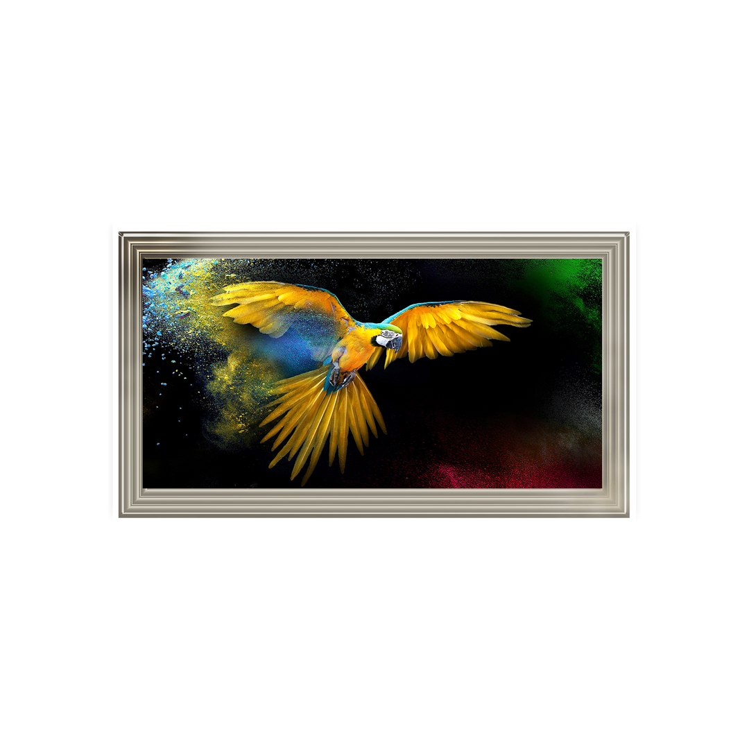 AN311 Rainbow parrot