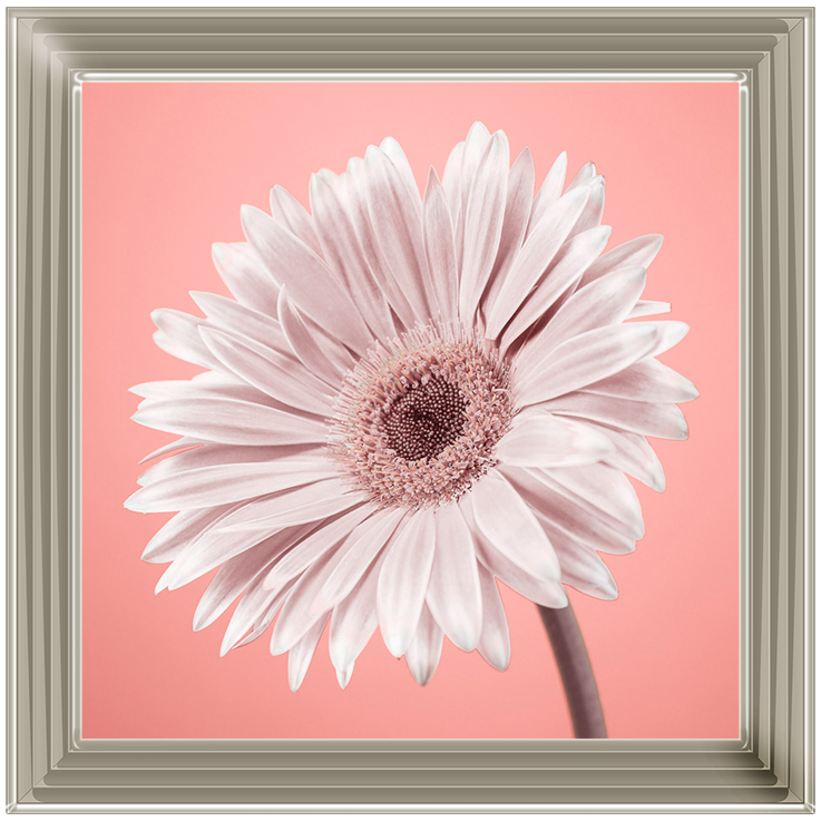 FL057 Single Gerbera Nude pink II