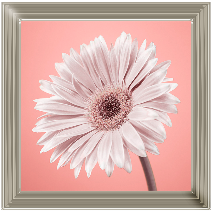 FL057 Single Gerbera Nude pink II