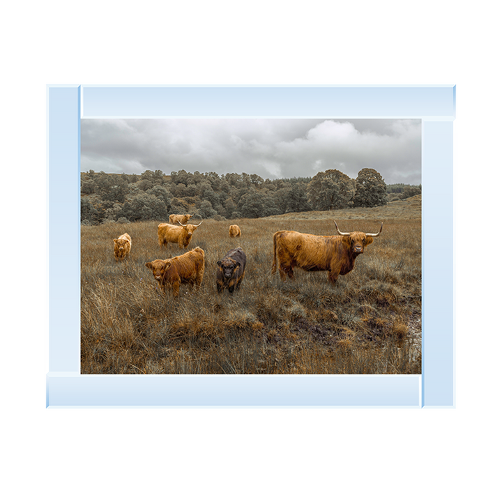 Highland Cows Colour