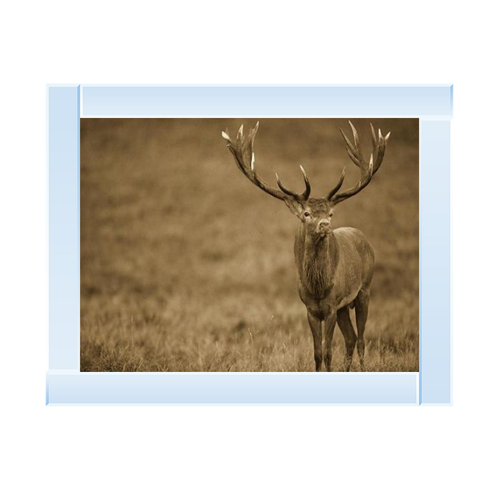 AN065 Red Deer stag in autumn rutting season, Denmark