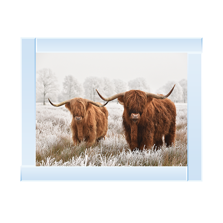 Highland Cow pair