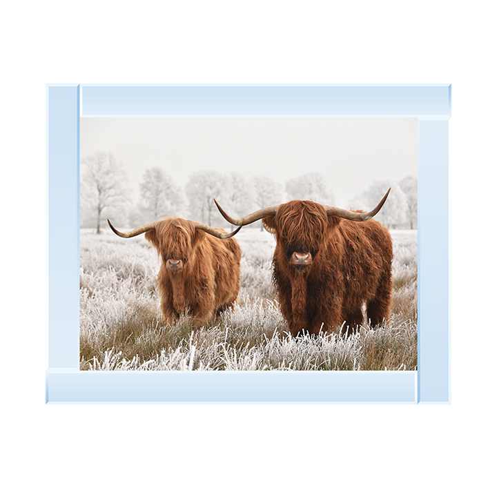 Highland Cow pair