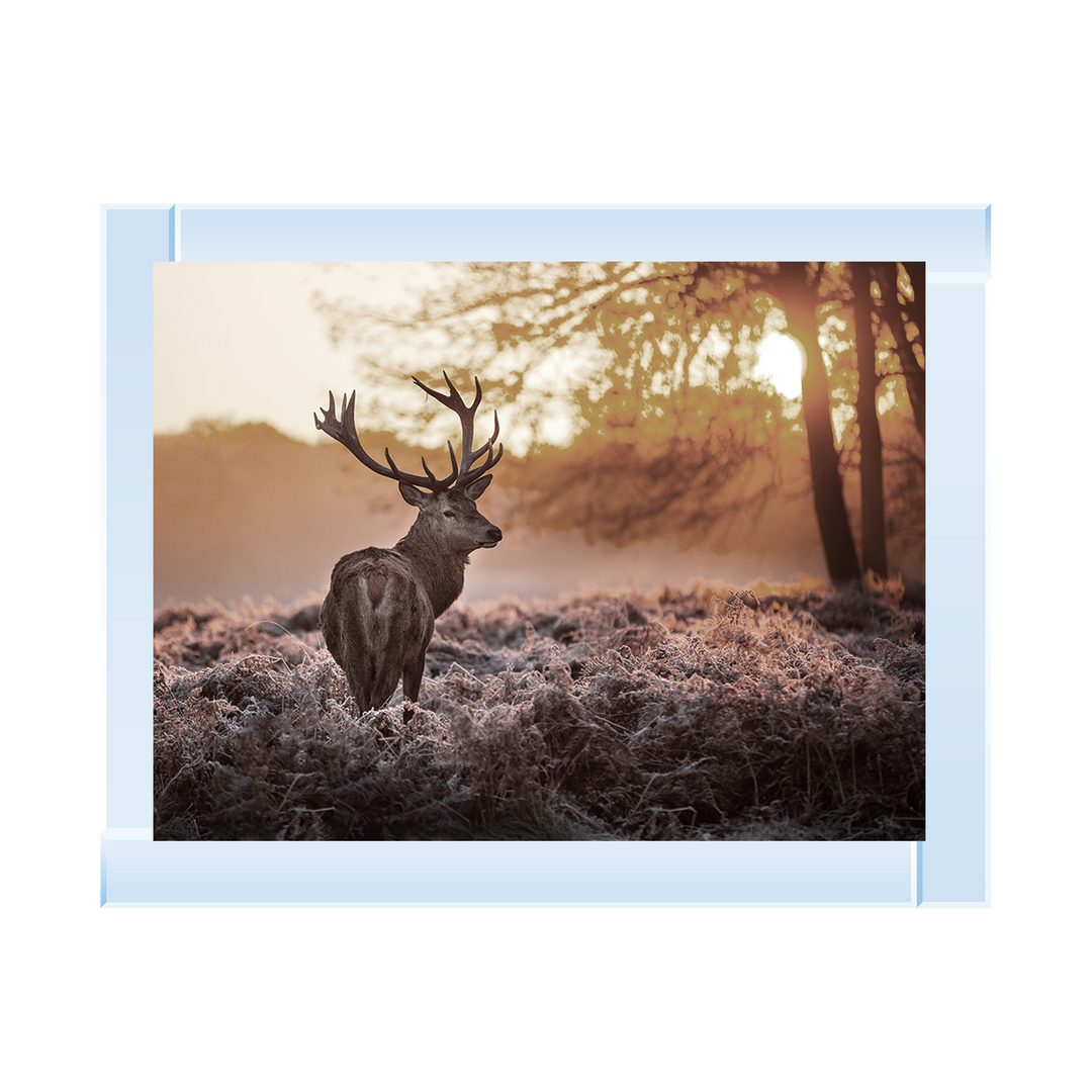 Single Stag 2