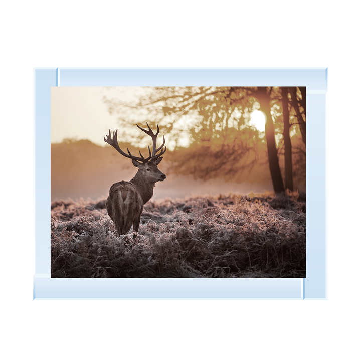 Single Stag 2