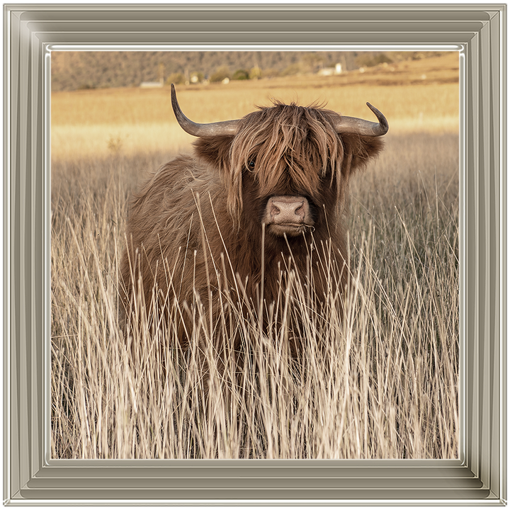 AN257 Highland Cow