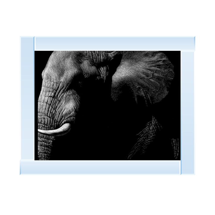AN026 Wildlife Scratchboards III