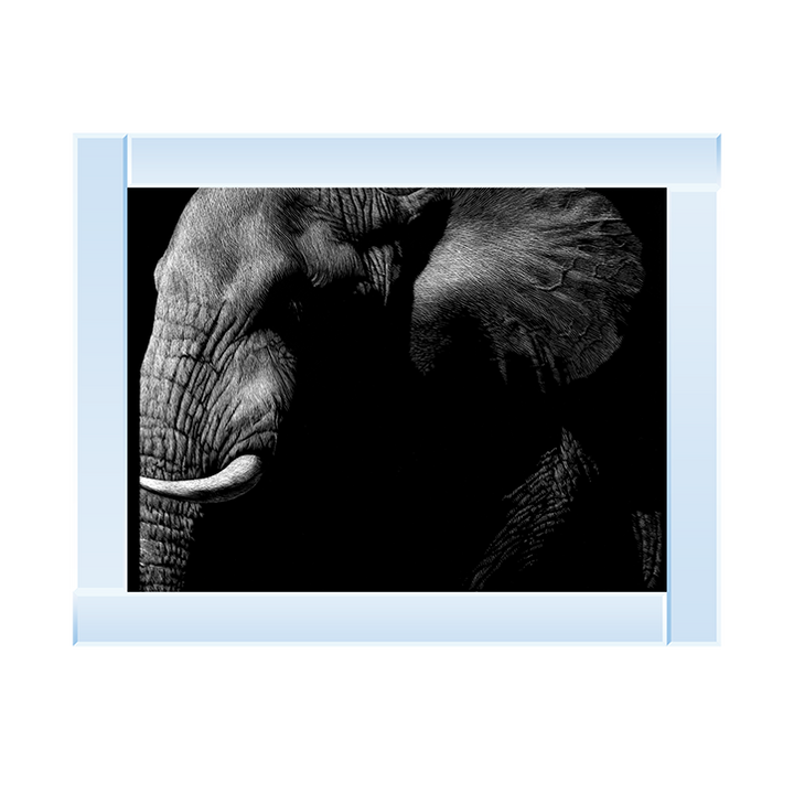 AN026 Wildlife Scratchboards III