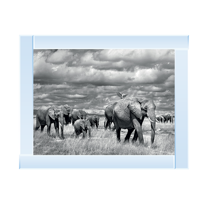Elephants of Kenya
