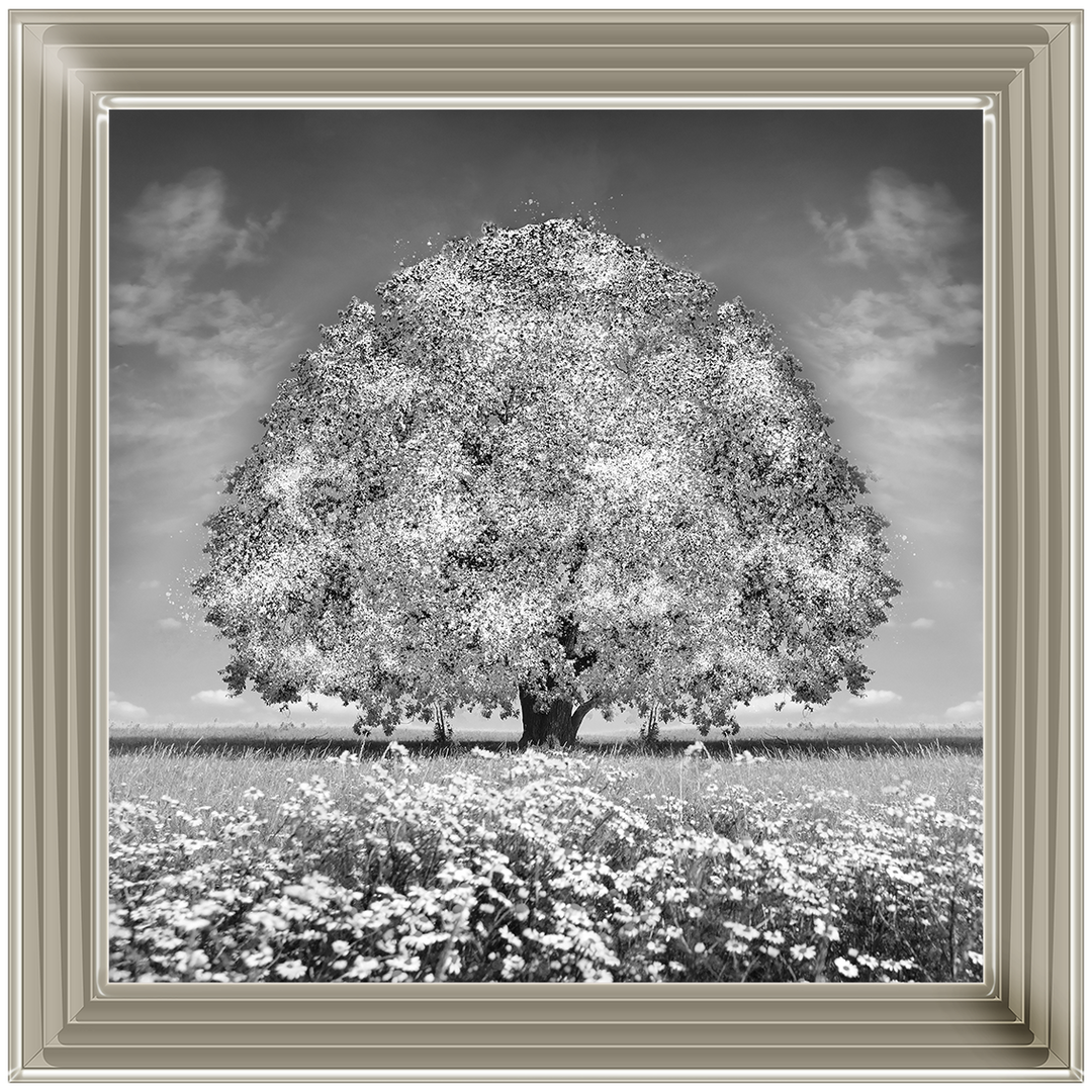 LS276 White Oak Tree