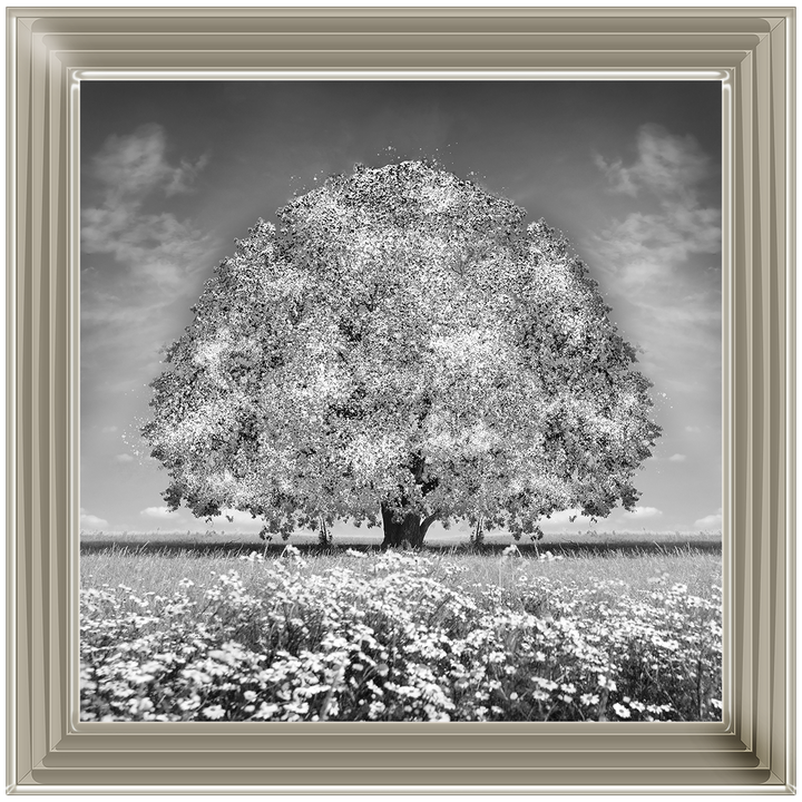 LS276 White Oak Tree