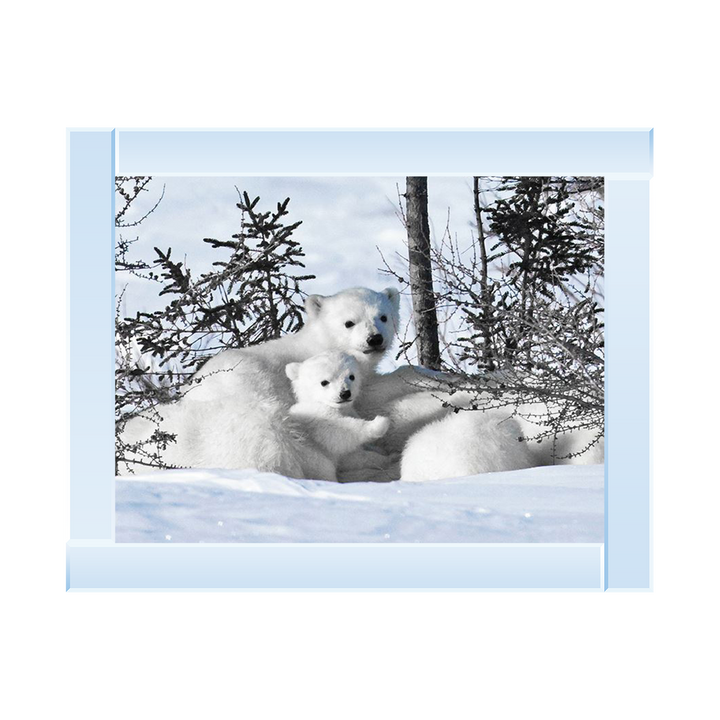 Winter Cubs