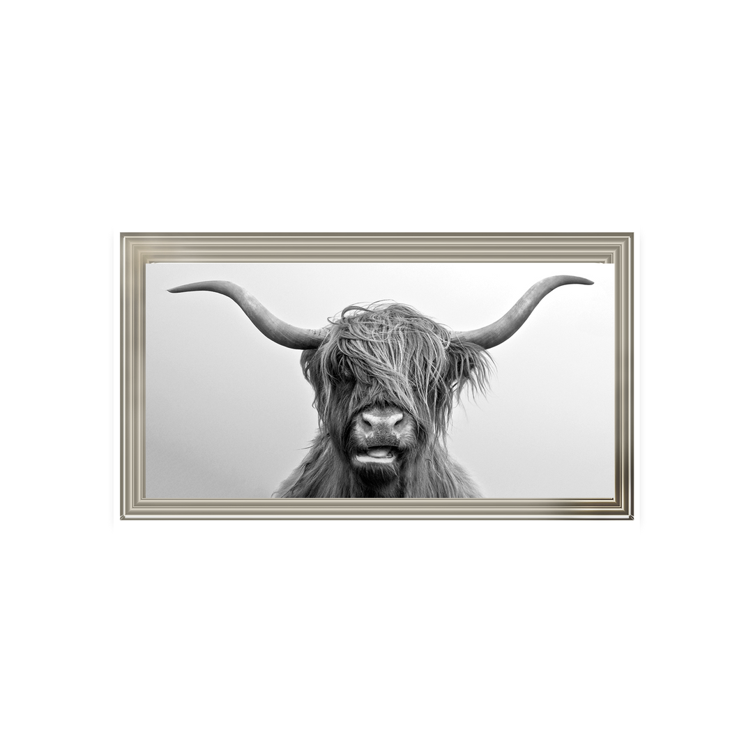 Highland Cow