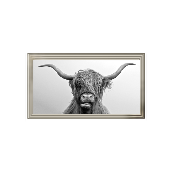Highland Cow