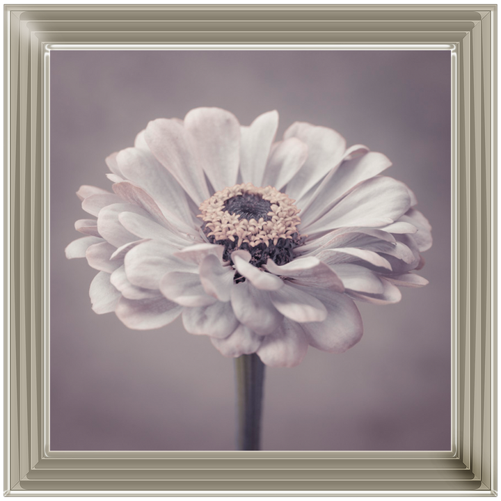 FL150 Gerbera
