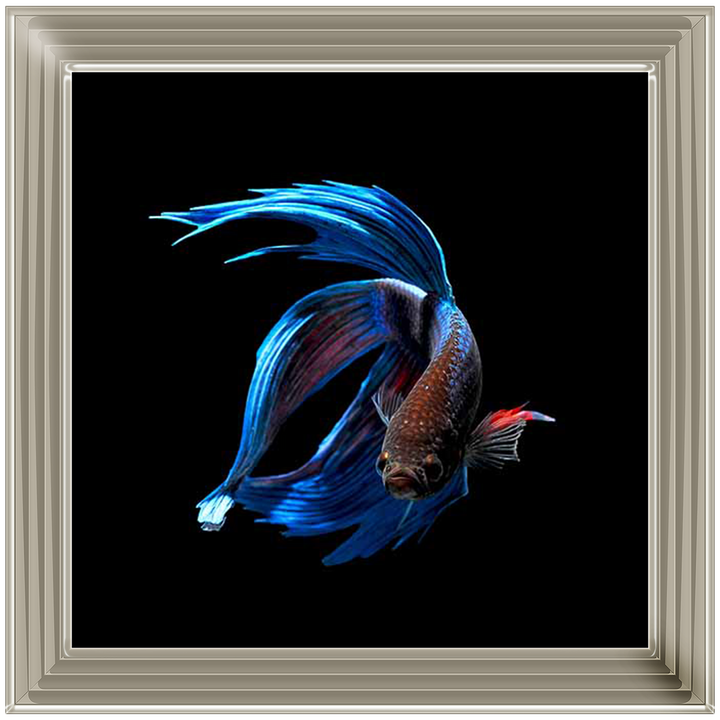 AN448 Blue & Red Betta Fish |
